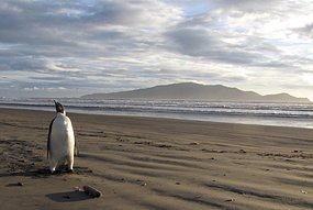 Ce manchot Empereur a fait un détour de plusieurs milliers de kilomètres pour se retrouver par erreur sur une plage de la côte ouest sur l'lle du Nord, en Nouvelle-Zélande. (AAP: Department of Conservation/Richard Gill) Ce manchot Empereur a fait un détour de plusieurs milliers de kilomètres pour se retrouver par erreur sur une plage de la côte ouest sur l'lle du Nord, en Nouvelle-Zélande. (AAP: Department of Conservation/Richard Gill)