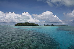 Palau : paradis des dugongs, dauphins et autres mammifères marins.