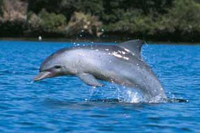 Un dauphin fait des siennes en Nouvelle-Zélande. [Département de l’environnement]