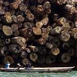 Déboisement illégal en Papouasie Nouvelle-Guinée. Le tribunal national donne raison aux plaignants et crée un précédent. [Reuters]