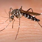 Progrès considérables dans la lutte contre le paludisme au Vanuatu et aux Îles Salomon. [ABC TV News]