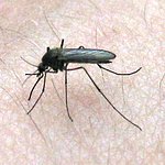 Selon l'OMS, la malaria transmise par piqûre de moustiques pourrait être éradiquée d'ici 2015. [www.flickr.com]