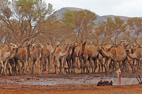 Dromadaires sauvages près de Docker River dans le Territoire du Nord australien. [Source non identifiée]