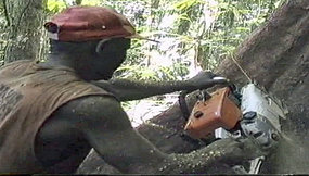 Exploitation du bois aux Iles Salomon. La ressource sera épuisée dès 2014 ou 2015, ce qui créera un choc économique et un possible regain de tensions entre communautés. [ABC]