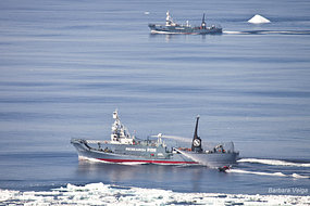 C'est le deuxième incident de la semaine entre un baleinier japonais et le bateau de Sea Shepherd. [Sea Shepherd]