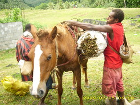 Les opposants à l'adhésion du Vanuatu à l'OMC estiment que le pays n'est pas prêt. [Hilaire Bule]