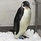 Happy Feet, le manchot Empereur égaré sur la plage de Peaka Peaka dans l'Ile du Nord, est bien au froid au zoo de Wellington. Il se remet de son endoscopie avant le retour vers l'Antarctique en fin de semaine. (Photo NZ Herald/ Mark Mitchell)